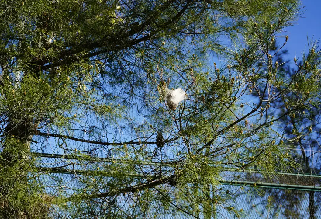 Antalya Ormanlarında İstila Başladı: Beyaz Keselerden Uzak Durun! 1